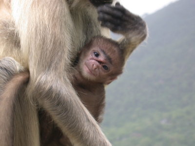 On the road to Mount Abu. Bring with you some bananas to be given to the monkeys; they will really appreciate them