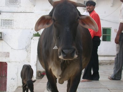 Pushkar