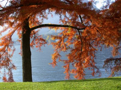 Bellagio, Villa Melzi gardens