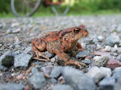 Frogs in Sweden