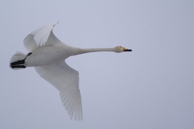 Whopper Swan ( Cygnus cygnus)