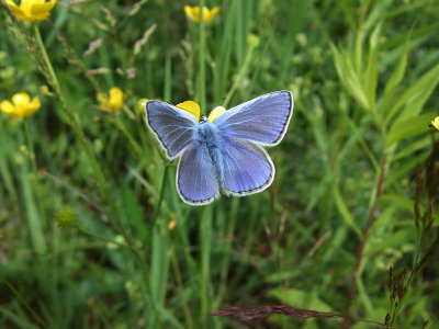 Puktrneblvinge (Polyommatus icarus)