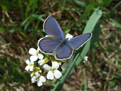 Violett blvinge (Plebejus optilete)