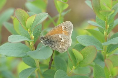 Starrgrsfjril (Coenonympha tullia)