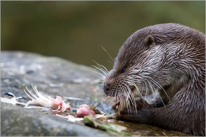 Otter