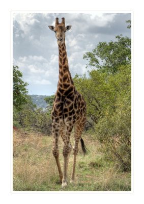 Papa Giraffe