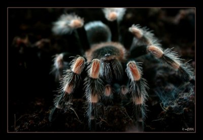 Brownkneed Tarantula