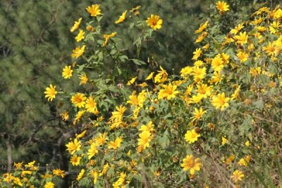 Girasoles Silvestres en Floracion (Noviembre)