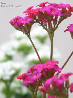 Planta Crasa