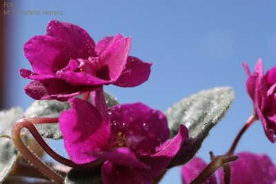 Violetas