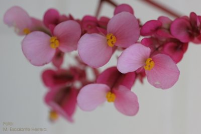 Variedad de Begonia