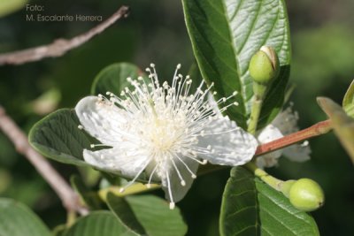 Flor de Guayaba