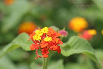 Flor Silvestre