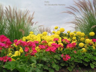 Crisantemos y Pelargonios