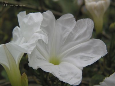 Variedad de Pascua