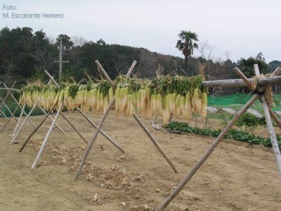Cultivo de Rabano para Produccin de Wasabi