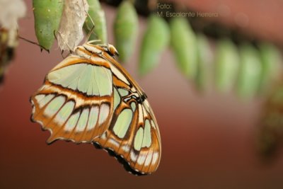 Mariposa Recien Nacida