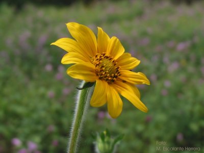Girasol Silvestre