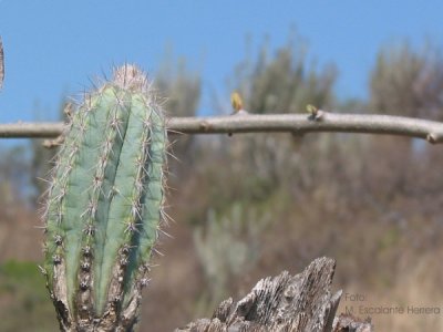 Cephalocereus Palmeri (retoo)