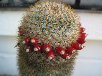 Mammillaria Zeilmsnniana (fruto)