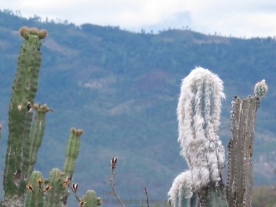 Cephalocereus Palmeri