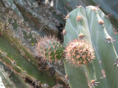 Cereus Peruvianus (fruto)