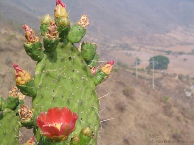 Opuntia Bergerana (flores)