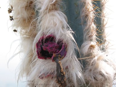 Cephalocereus Palmeri (fruto)