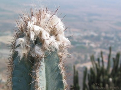 Cephalocereus Palmeri