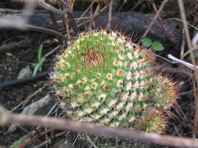 Mammillaria Zeilmsnniana