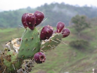 Opuntia Bergerana (frutos)