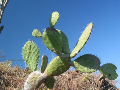 Opuntia Bergerana