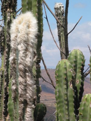Cephalocereus Palmeri (anciano)