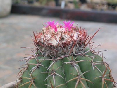 Melocactus Bahiensis (flores)
