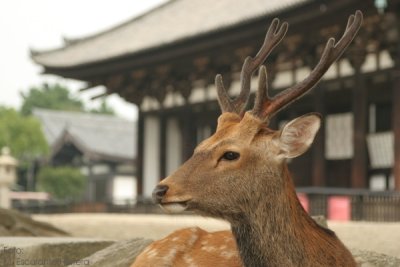 Ciervos Deambulan en el Parque Nara