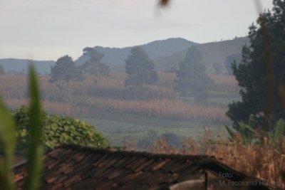 Cultivos de la Region