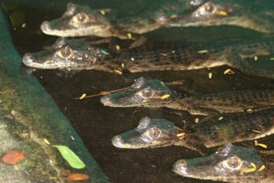 Crias de Caimanes