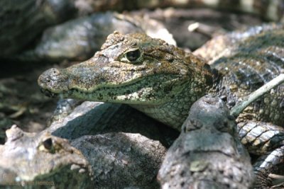 Caimanes Adultos