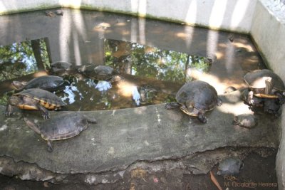Las Tortugas Terrestres Tambien son Protegidas
