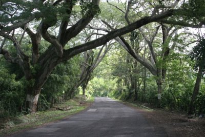 Arboles Gigantes en la Carretera entre Chiquimulilla y Cuilapa