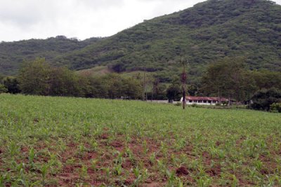 Finca Productoras de Maiz Proxima al Poblado