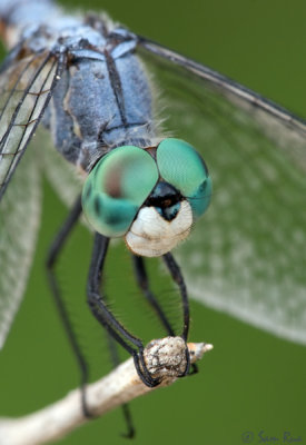 Blue Dasher Dragonfly