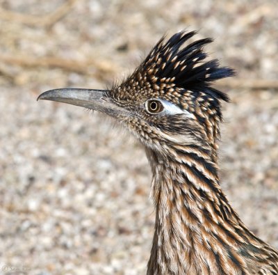 roadrunner