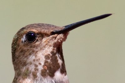 Rufous Hummingbird Closeup