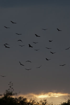 Vulture Twilight