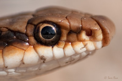 Patch-nosed Snake Closeup