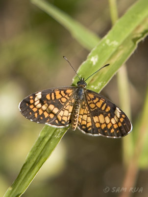 Tiny_Checkerspot_1111.jpg