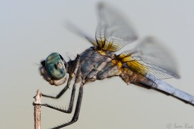 Dragonfly Close-up