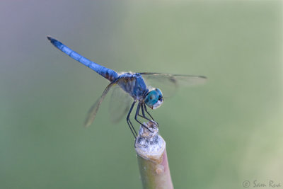 Dragonfly