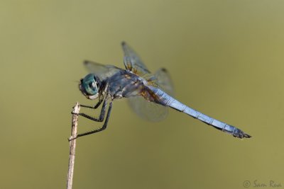 Dragonfly